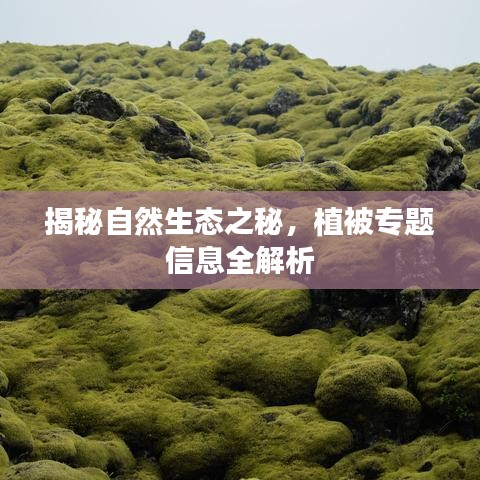 揭秘自然生态之秘，植被专题信息全解析